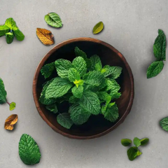 Collection image for: Tulsi