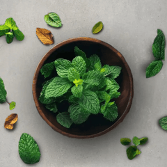 Tulsi - Simply Kids
